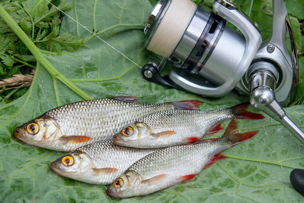 How To Oil A Spinning Reel