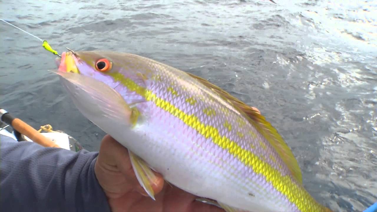 Chumming for Yellowtail Snapper at Night - Reel Saltwater Fishing